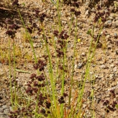 Juncus planifolius at Isaacs, ACT - 29 Nov 2022 04:32 PM