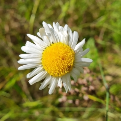 Brachyscome diversifolia var. diversifolia (Large-headed Daisy) at Isaacs Ridge - 29 Nov 2022 by Mike