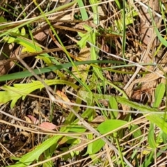 Brachyscome diversifolia var. diversifolia at Isaacs, ACT - 29 Nov 2022 03:55 PM