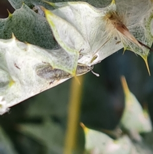 Lixus cardui at Isaacs, ACT - 29 Nov 2022 03:26 PM