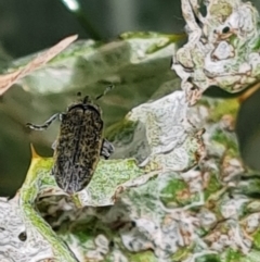 Lixus cardui (Thistle Stem-borer Weevil) at Isaacs Ridge - 29 Nov 2022 by Mike