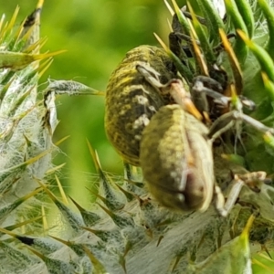 Lixus cardui at Isaacs, ACT - 29 Nov 2022