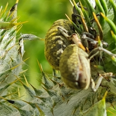 Lixus cardui (Thistle Stem-borer Weevil) at Isaacs, ACT - 29 Nov 2022 by Mike