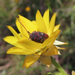 Cadmus (Cadmus) crucicollis at Kambah, ACT - 29 Nov 2022