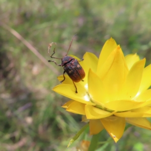 Cadmus (Cadmus) crucicollis at Kambah, ACT - 29 Nov 2022