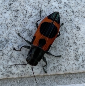 Nascioides parryi at Barton, ACT - 29 Nov 2022 03:28 PM