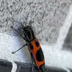 Nascioides parryi at Barton, ACT - 29 Nov 2022