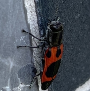 Nascioides parryi at Barton, ACT - 29 Nov 2022