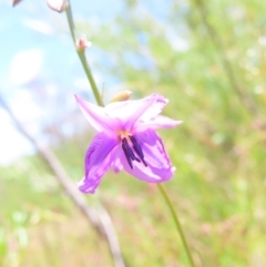 Arthropodium fimbriatum (Nodding Chocolate Lily) at Mount Taylor - 29 Nov 2022 by MatthewFrawley