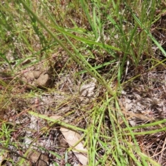 Arthropodium fimbriatum at Kambah, ACT - 29 Nov 2022