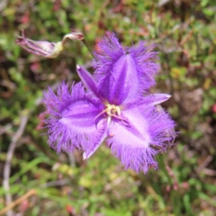Thysanotus tuberosus subsp. tuberosus (Common Fringe-lily) at Mount Taylor - 29 Nov 2022 by MatthewFrawley