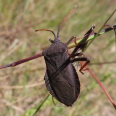 Amorbus sp. (genus) (Eucalyptus Tip bug) at Kambah, ACT - 29 Nov 2022 by MatthewFrawley