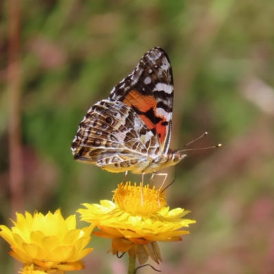 Vanessa kershawi (Australian Painted Lady) at Kambah, ACT - 29 Nov 2022 by MatthewFrawley