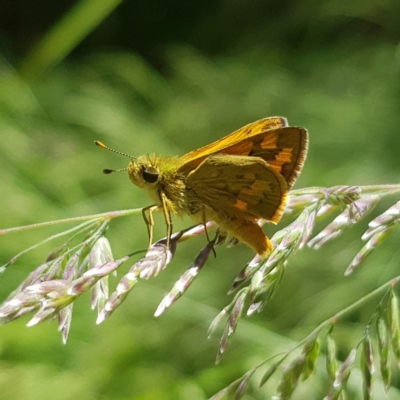 Ocybadistes walkeri (Green Grass-dart) at Kambah, ACT - 29 Nov 2022 by MatthewFrawley