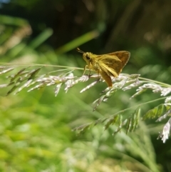 Ocybadistes walkeri at Kambah, ACT - 29 Nov 2022 02:05 PM