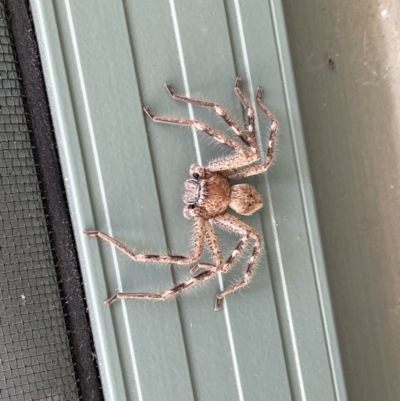 Sparassidae (family) (A Huntsman Spider) at Hackett, ACT - 29 Nov 2022 by Louisab