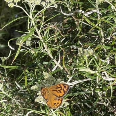 Heteronympha merope (Common Brown Butterfly) at Watson, ACT - 28 Nov 2022 by Louisab