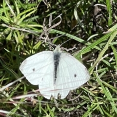 Pieris rapae (Cabbage White) at Mount Majura - 28 Nov 2022 by Louisab