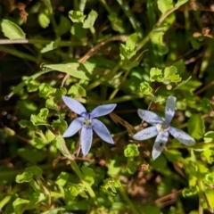 Isotoma fluviatilis subsp. australis (Swamp Isotome) at Coppabella, NSW - 28 Nov 2022 by Darcy