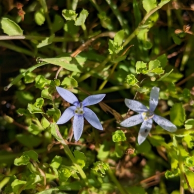 Isotoma fluviatilis subsp. australis (Swamp Isotome) at Coppabella, NSW - 28 Nov 2022 by Darcy