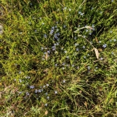 Isotoma fluviatilis subsp. australis at Coppabella, NSW - 29 Nov 2022