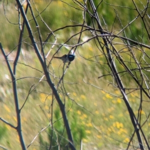 Malurus cyaneus at Coppabella, NSW - 29 Nov 2022