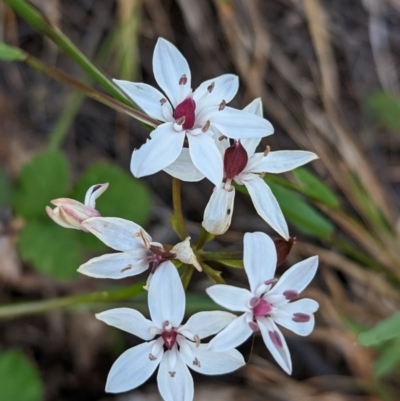 Burchardia umbellata (Milkmaids) at Coppabella, NSW - 28 Nov 2022 by Darcy