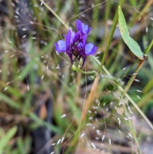 Linaria pelisseriana at Coppabella, NSW - 29 Nov 2022