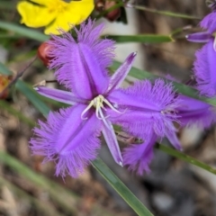 Thysanotus tuberosus (Common Fringe-lily) at Coppabella, NSW - 29 Nov 2022 by Darcy