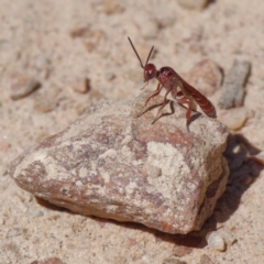 Hyptiogaster sp. (genus) (A parasitic wasp) at Mount Clear, ACT - 27 Jan 2022 by DPRees125