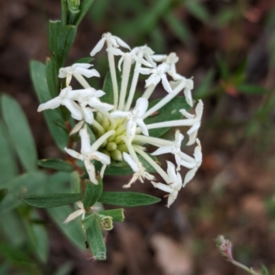 Pimelea microcephala (Riceflower) at Coppabella, NSW - 28 Nov 2022 by Darcy