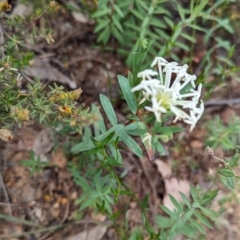 Pimelea microcephala at suppressed - 29 Nov 2022