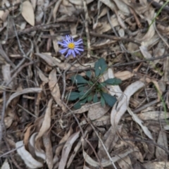 Brachyscome spathulata at Coppabella, NSW - 29 Nov 2022