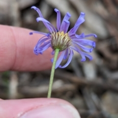 Brachyscome spathulata at Coppabella, NSW - 29 Nov 2022