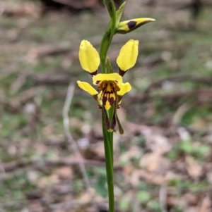 Diuris sulphurea at Coppabella, NSW - 29 Nov 2022