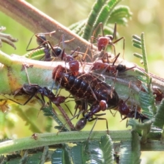 Jalmenus ictinus at Theodore, ACT - 29 Nov 2022