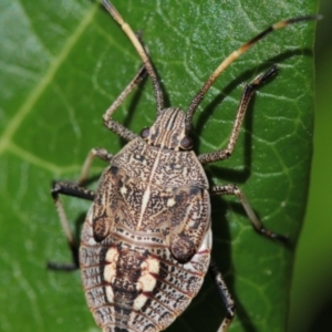 Poecilometis strigatus at Melba, ACT - 18 Sep 2022