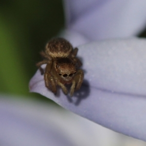 Maratus hesperus at Melba, ACT - 20 Sep 2022