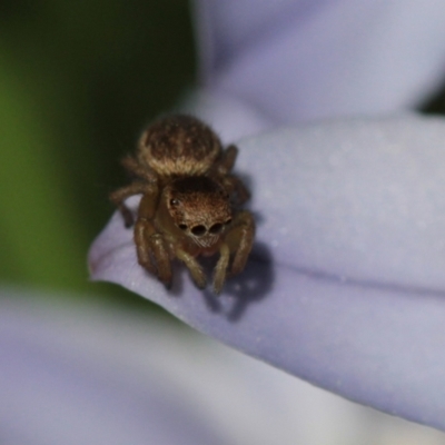 Maratus hesperus ("Venus" Peacock Spider) at Melba, ACT - 20 Sep 2022 by naturedude