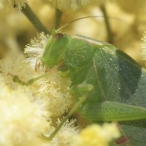 Caedicia simplex at Higgins, ACT - 29 Nov 2022