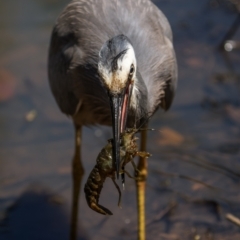 Egretta novaehollandiae (White-faced Heron) at Mount Ainslie - 28 Nov 2022 by trevsci