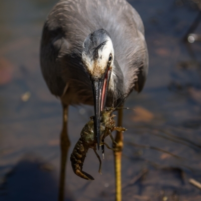 Egretta novaehollandiae (White-faced Heron) at Mount Ainslie - 28 Nov 2022 by trevsci