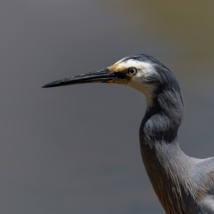 Egretta novaehollandiae at Pialligo, ACT - 28 Nov 2022 12:43 PM