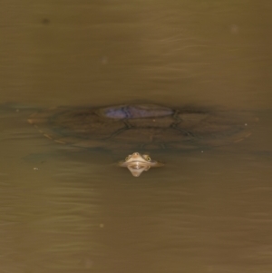 Chelodina longicollis at Pialligo, ACT - 28 Nov 2022 11:24 AM