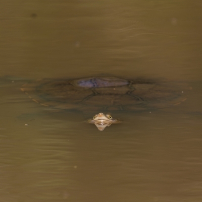 Chelodina longicollis (Eastern Long-necked Turtle) at Pialligo, ACT - 28 Nov 2022 by trevsci