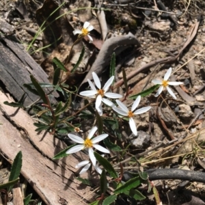 Olearia erubescens at Rendezvous Creek, ACT - 29 Nov 2022 08:29 PM