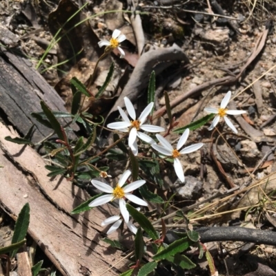 Olearia erubescens (Silky Daisybush) at Rendezvous Creek, ACT - 29 Nov 2022 by LOz