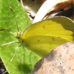 Eurema smilax (Small Grass-yellow) at Cotter River, ACT - 29 Nov 2022 by JohnBundock