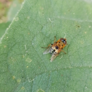 Austalis pulchella at Kambah, ACT - 29 Nov 2022