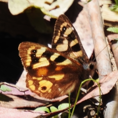 Argynnina cyrila (Forest Brown, Cyril's Brown) at Cotter River, ACT - 29 Nov 2022 by JohnBundock